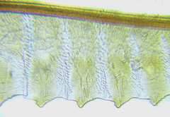 Empria longicornis
