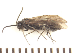 Empria longicornis