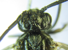 Empria longicornis