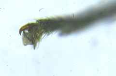 Empria longicornis