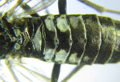 Empria longicornis