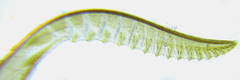 Empria longicornis