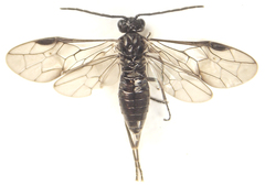 Empria longicornis