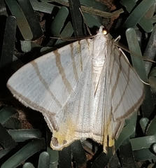 Phrygionis platinata
