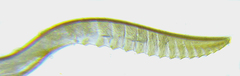Empria longicornis
