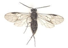 Empria longicornis