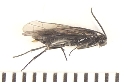 Empria longicornis