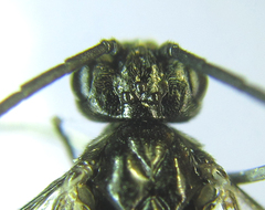 Empria longicornis