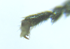 Empria longicornis