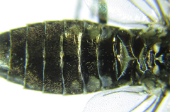 Empria longicornis