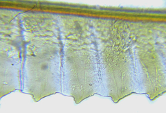 Empria longicornis