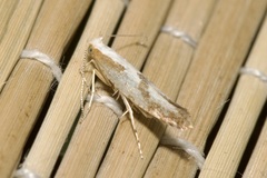 Argyresthia bonnetella