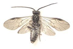 Empria longicornis