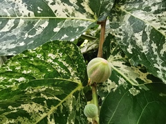 Ficus aspera parcellii