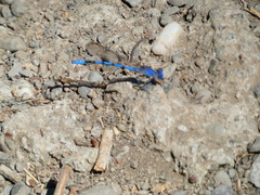 Argia agrioides