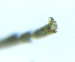 Empria longicornis