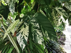 Ficus aspera parcellii