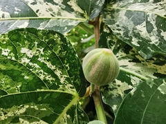 Ficus aspera parcellii