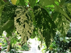 Ficus aspera parcellii