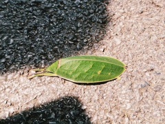 Phyllozelus infumatus