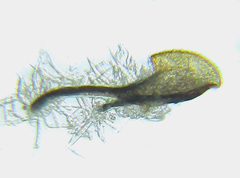 Empria longicornis