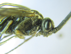 Empria longicornis