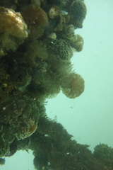 Schizobranchia insignis