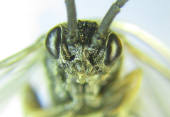 Empria longicornis