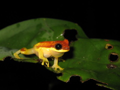 Dendropsophus rhodopeplus
