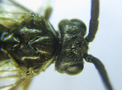 Empria longicornis