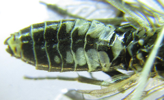 Empria longicornis