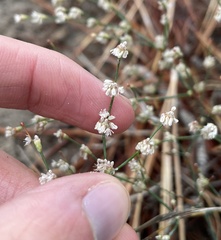 Eriogonum baileyi