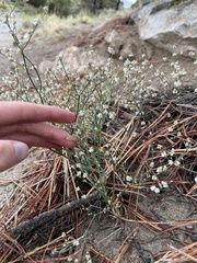 Eriogonum baileyi