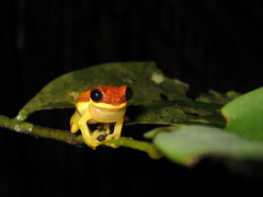 Dendropsophus rhodopeplus