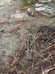 Eriogonum baileyi
