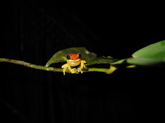Dendropsophus rhodopeplus