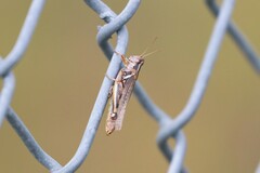 Melanoplus flavidus