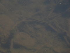 Micropterus punctulatus