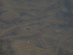 Micropterus punctulatus