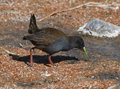 Pardirallus sanguinolentus