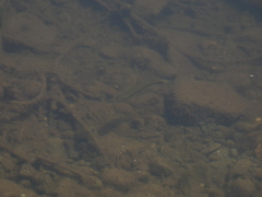 Micropterus punctulatus