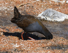 Pardirallus sanguinolentus