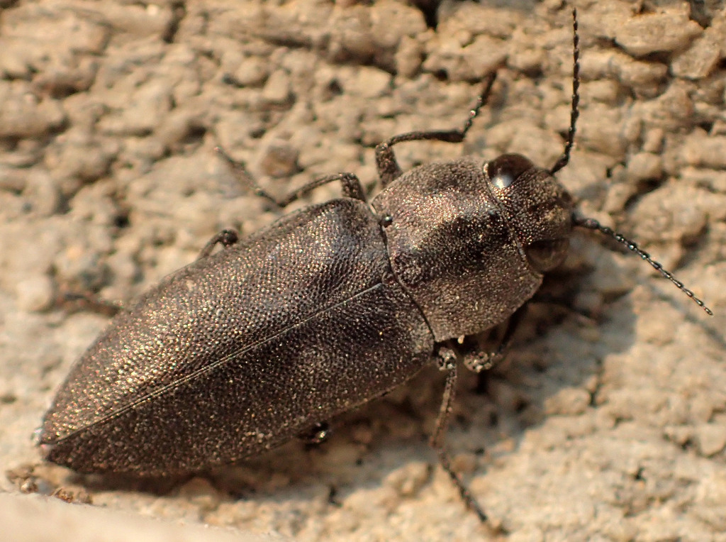 Melanophila occidentalis
