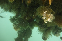 Schizobranchia insignis