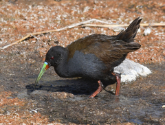 Pardirallus sanguinolentus