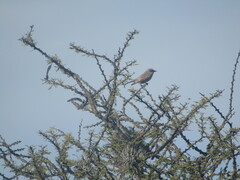 Pyrocephalus rubinus mexicanus