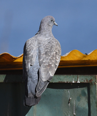 Patagioenas maculosa