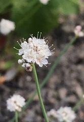 Eriogonum nudum nudum