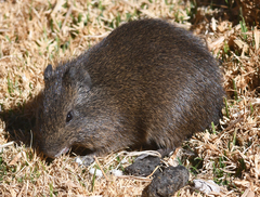 Cavia tschudii