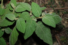 Solanum densevestitum